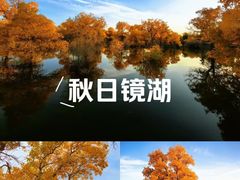 -金塔沙漠胡杨林景区