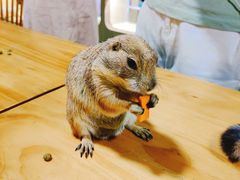 -藦茜花园宠物主题亲子互动体验馆(国顺东路店)