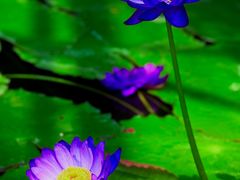 -国家植物园南园