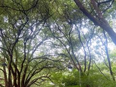 -杭州半山国家森林公园