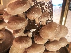 -椰子营·椰子鸡火锅(万象里店)