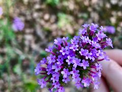 -上海市保健医疗中心