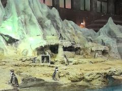 -帝企鹅自助餐厅•儿童岛•真企鹅(长隆企鹅酒店)