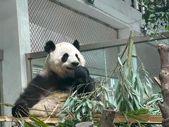 -成都动物园