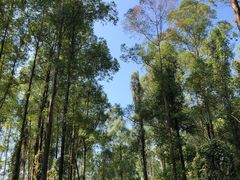 -黄埔油麻山森林公园