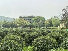 -中国茶叶博物馆(双峰馆区)