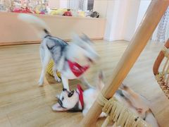 -Husky Go! 哈士奇体验馆·宠物咖啡厅狗咖