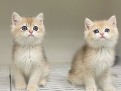 -lincat·猫舍(广州店)