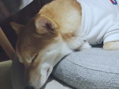 -逗柴咖啡屋·狗咖猫咖宠物桌游