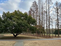 -上海滨江森林公园