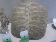 -广东中医药博物馆