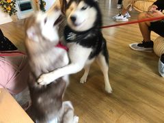 -Husky Go! 哈士奇体验馆·宠物咖啡厅狗咖