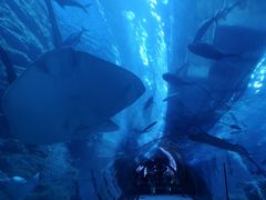 -迪拜水族馆及水下动物园