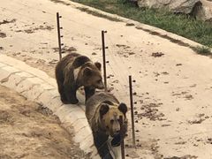 -青藏高原野生动物园