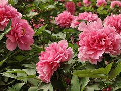 -洛阳市隋唐城遗址植物园