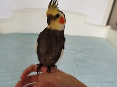 -瑞派·关忠动物医院·异宠专科·犬猫肿瘤·皮肤专科(望京店)