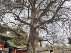 景点-少林寺景区
