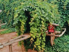-呀路古热带植物园
