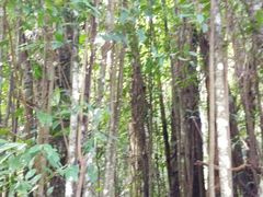 -海南霸王岭国家森林公园