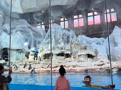 -帝企鹅自助餐厅•儿童岛•真企鹅(长隆企鹅酒店)