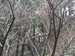 -庐山风景区花径公园