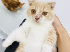 -糯米喵星人·撸猫猫舍咖啡馆(西市场嘉华店)