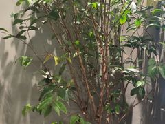 -森SPA·泰式按摩·精油Massage(宝安中心店)