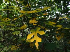 -北京西山国家森林公园