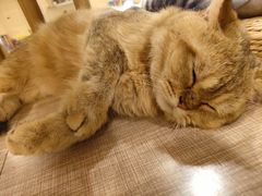 -飞行喵MR PILOT|猫舍·猫咖(静安大融城店)