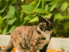 -三里屯东五街银杏大道