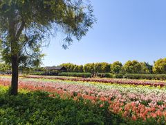 -广东花都香草世界旅游度假区