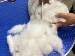 -PETKIT小佩宠物·低压洗护(国顺东路店)