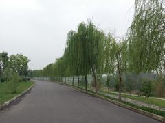 -洨河生态公园