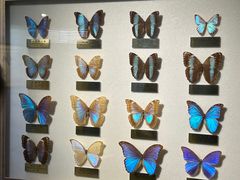 -上海昆虫博物馆