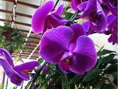 -静岸花卉园艺(三星坊店)