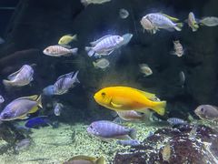 -江和美海洋公园