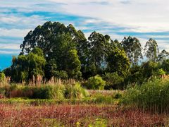 -白鹭湾湿地公园