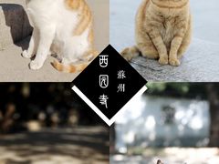 -西园寺