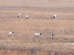 -盐城丹顶鹤湿地生态旅游区
