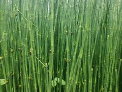 -广西壮族自治区药用植物园