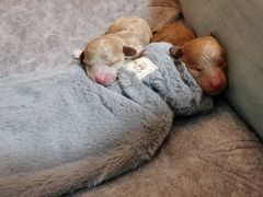 -爱侣宠医·鹦鹉专科·小型哺乳类·异宠专科(灵石路店)