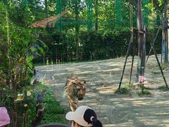 -上海野生动物园老虎餐厅