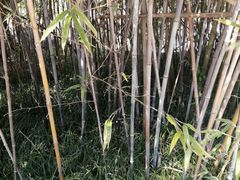 -东台西溪天仙缘景区