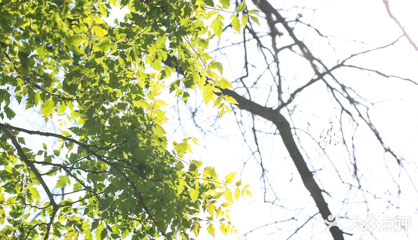 春色正好,游客不少。疫情前只有附近居民饭后来遛达