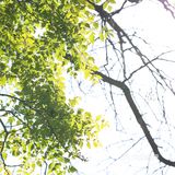 春色正好,游客不少。疫情前只有附近居民饭后来遛达