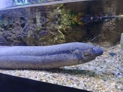 -上海海洋水族馆