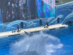 -上海海昌海洋公园