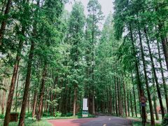 -黄海国家森林公园