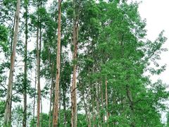 -白鹭湾湿地公园