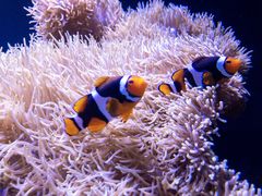 -西雅图水族馆